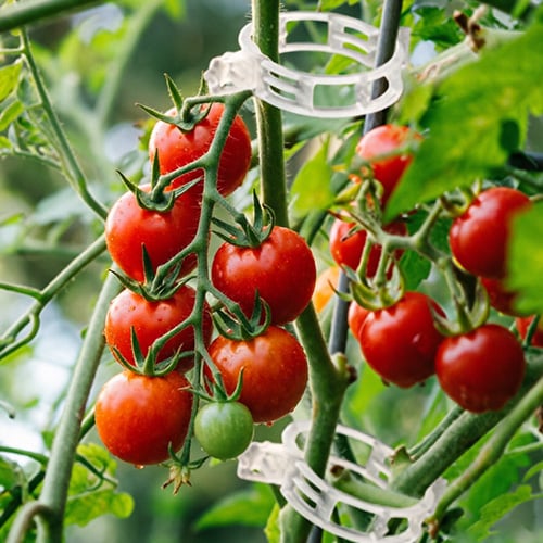 🥦🌽Secured Plastic Plant Clips🥕| Reusable Vine & Stem Support, Weatherproof Garden Clips for Tomato, Cucumber & Climbing Plants🥒🍅