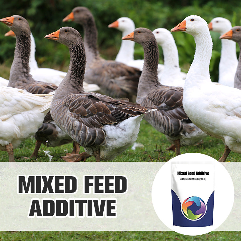 Probiotic & Enzyme Feed Additive